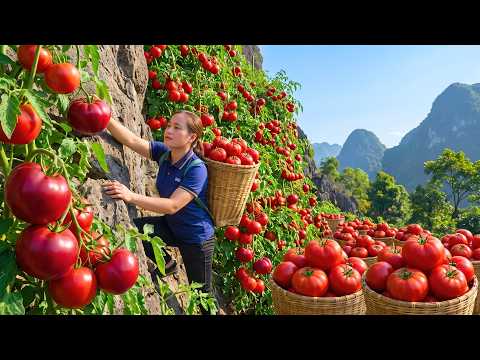 Harvesting Lots Of Tomatoes A Three Wheeled Truck