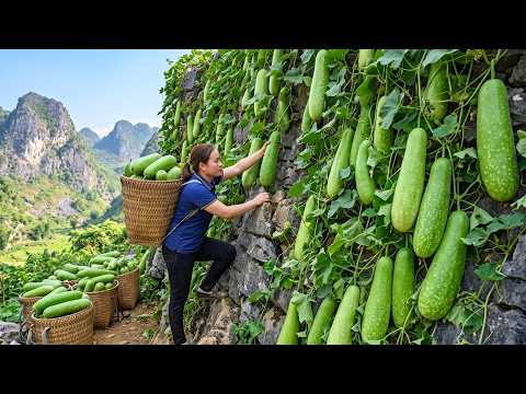 Harvesting 2000 Fresh Squashes And Selling Them At A Rural