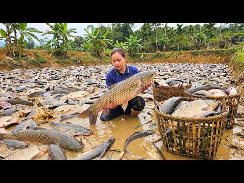 Harvesting Thousands Of Large Fish From An Abandoned Rice