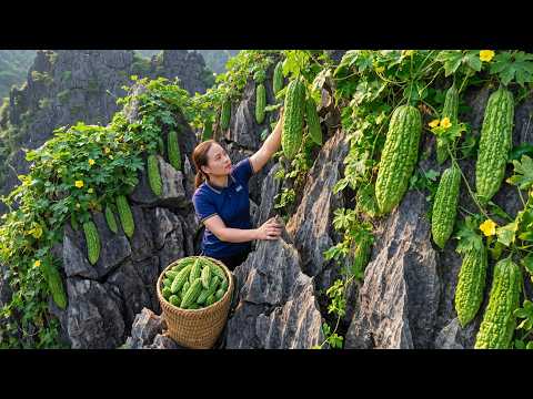 Harvesting Thousands Of Fresh Bitter Melons To Sell At The