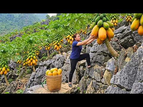 Harvesting Lots Of Fresh Papayas And Transporting Them To A