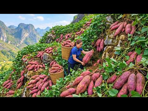 Harvesting Tons Of Giant Sweet Potatoes And Taking Them To