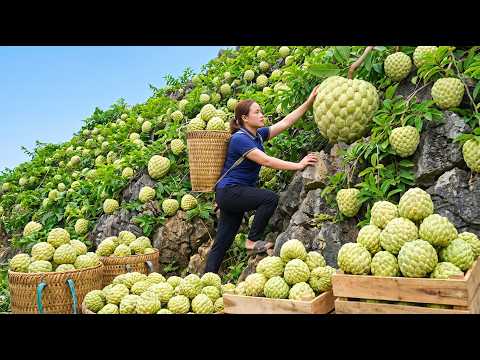 Harvesting 1 000 Giant Custard Apples And Bringing Them To