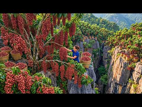 Harvesting Large Quantities Of Wild Fruits In The Forest