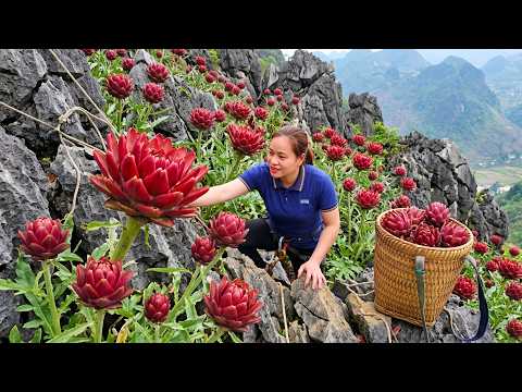Harvesting Large Quantities Of Fresh Artichoke Flowers And