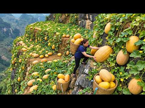 Harvesting Tons Of Giant Golden Melons And Taking Them To