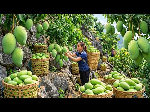 Harvesting Over 1000 Giant Thai Mangoes and Taking Them to