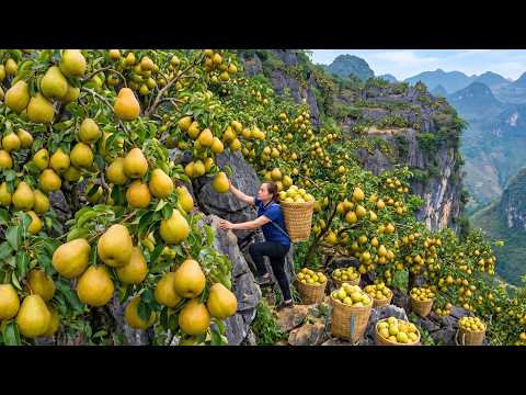 Harvesting 500kg Of Fresh Pears From The Garden And Selling