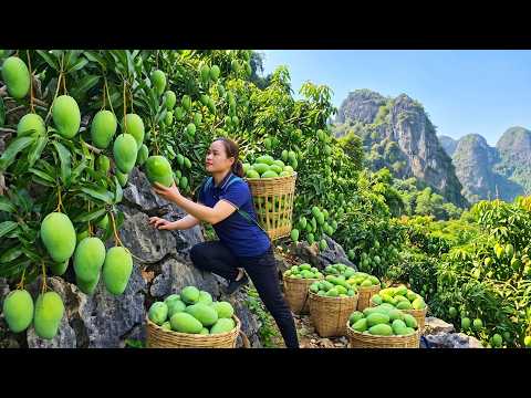 Harvesting Giant Mangoes Thousands Of Fresh Green Mangoes