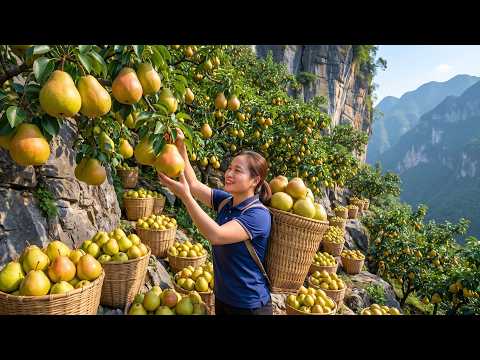 Harvesting Lots Of Giant Pears A Three Wheeled Truck