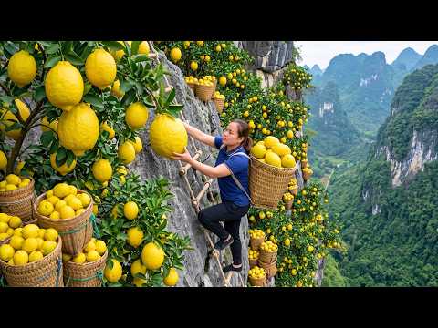 Harvesting Giant Tropical Lemons To Sell At The Rural