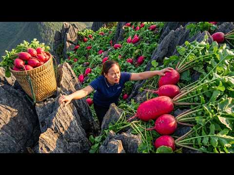 Harvesting Giant Red Radishes To Sell At A Rural Market