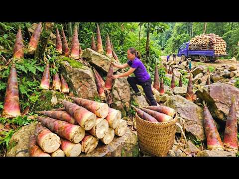 Harvesting 2000 Fresh Bamboo Shoots And Selling Them At A