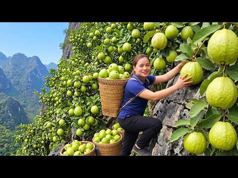 Harvesting Giant Guavas Thousands Of Fresh Guavas Ready For