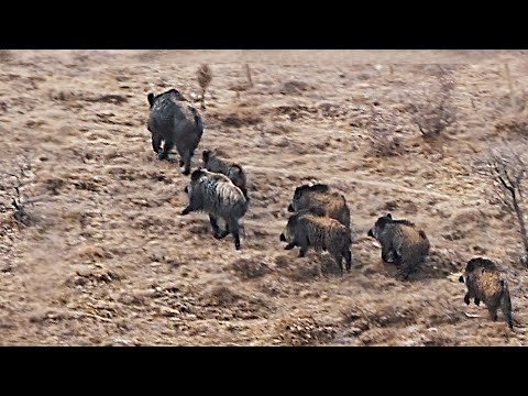 Muhteşem yaban domuzu avı BEST WILD BOAR HUNTING AV HUNTS