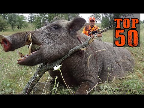 TOP 50 YABAN DOMUZU AVI UNUTULMAZ SAHNELER AMAZING WILD
