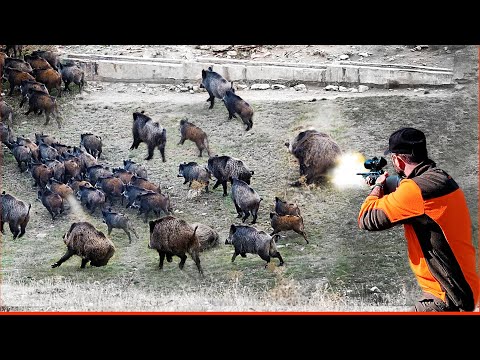 DEV SÜRÜ Çok Kalabalık Domuz Sürüsüyle Karşılaşma Muhteşem