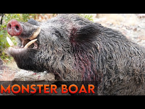 DEV AZILI YABAN DOMUZU AVLARI Gigantic Hog BIGGEST Boar I