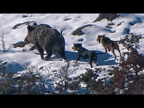 KARDA MACERA DOLU YABAN DOMUZU AVI WILD BOAR HUNTING IN