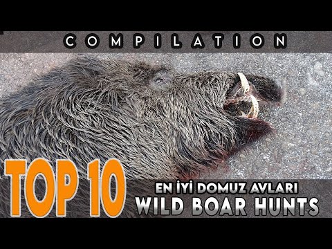 TOP 10 EN İYİ DOMUZ AVLARI TOP 10 AMAZING WILD BOAR HUNTS