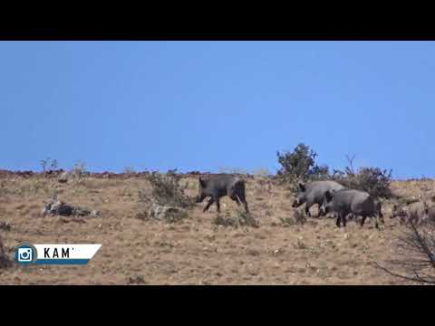 YABAN DOMUZU SÜREK AVI 2 WILD BOAR DRIVEN HUNTS 2