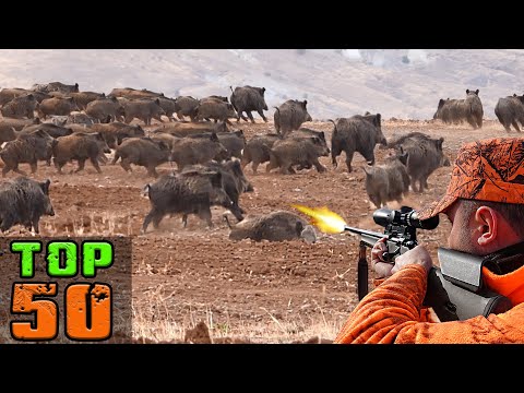 TOP 50 DOMUZ AVI EN İYİ SAHNELER TOP 50 WILD BOAR Hunting