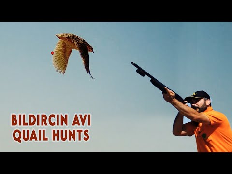 MUHTEŞEM BILDIRCIN AVI HARİKA SAHNELER Magnificent Quail