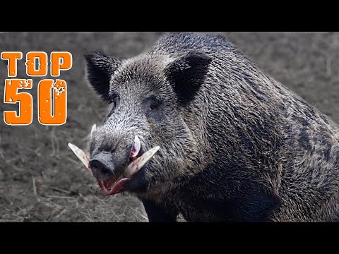 Want to Become a PRO Boar Hunter Watch This Now TOP 50 WILD