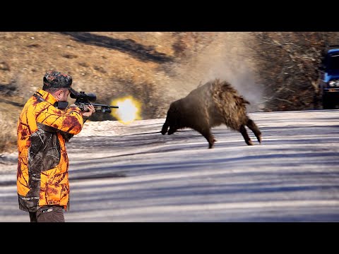 MUHTEŞEM YABAN DOMUZU AVI BEST WILD BOAR HUNTING Hog hunts