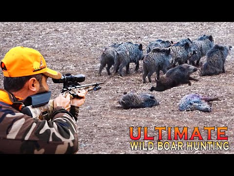 MÜKEMMEL YABAN DOMUZU AVI TOP WILD BOAR HUNTING ULTIMATE