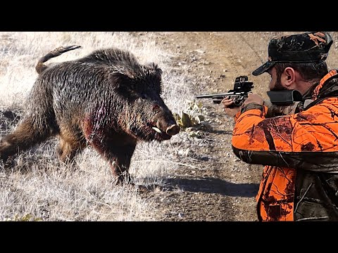 20 saniyede sürü bitti Muhteşem yaban domuzu avı Best wild