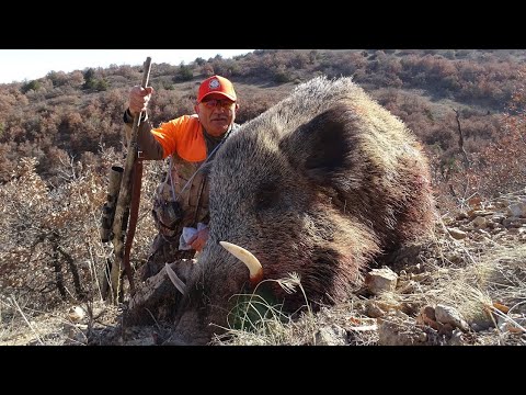 PERFECT WILD BOAR HUNTING SARIKAYA YABAN DOMUZU AVI CHASSE