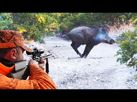 MUHEŞEM YABAN DOMUZU SÜREK AVI WILD BOAR HUNTING BEST