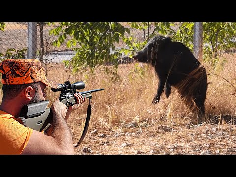 YABAN DOMUZU AVI YOZGAT AWESOME WILD BOAR HUNTING IN TURKEY