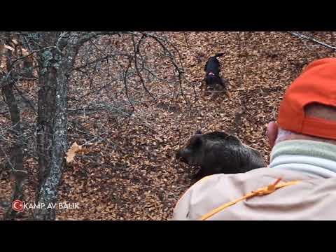 Müthiş bir yaban domuzu avı AWESOME WILD BOAR HUNTING