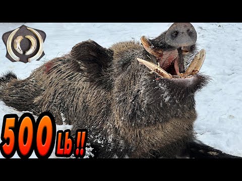 YILIN REKORU 500Lb DEV AZILI YABAN DOMUZU AVI Giant Monster