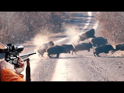 AĞIR ÇEKİM MÜKEMMEL YABAN DOMUZU VURUŞLARI BEST SLOW MOTION