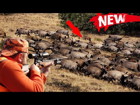 DEV DOMUZ SÜRÜSÜ MUHTEŞEM YABAN DOMUZU AVI BEST WILD BOAR