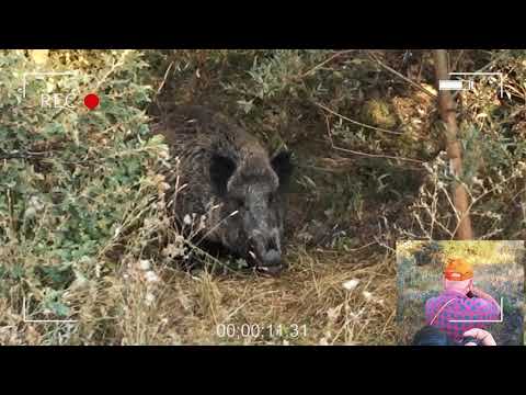 DEV AZILI YABAN DOMUZU AVI 1 GIAN MONSTER WILD BOAR HUNTING