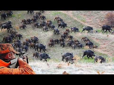 BÜYÜK DOMUZ SÜRÜLERİ ve Muhteşem vuruş sahneleri Harika