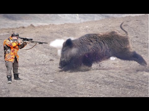 SHOCKING SHOOTS The most shocking Wild Boar shot of all