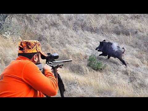 AZILI YABAN DOMUZU AVI GIANT MONSTER WILD BOAR HUNTING HOG