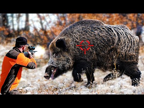DEV CANAVAR YABAN DOMUZU AVI Giant Monster Wild Boar Hunting