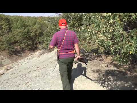 YABAN DOMUZU SÜREK AVI 1 WILD BOAR DRIVEN HUNTS