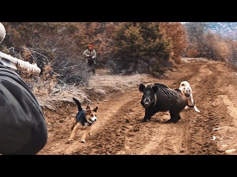 HEYECAN DOLU DOMUZ AVI PERFECT WILD BOAR HUNTING CHASSE AU