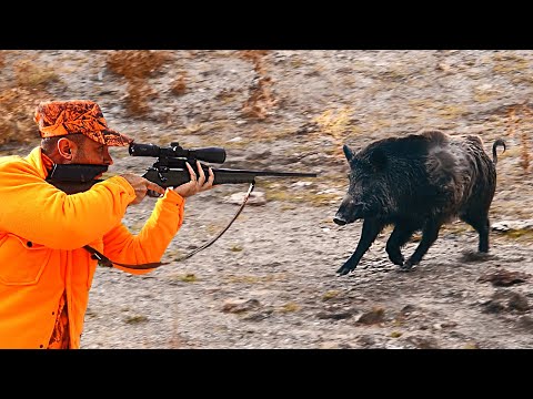 AKSİYON DOLU MUHTEŞEM YABAN DOMUZU AVI BEST WILD BOAR