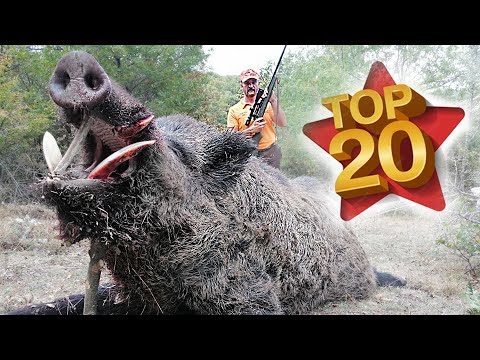 TOP 20 DOMUZ AVI EN İYİ SAHNELER TOP 20 AMAZING WILD BOAR