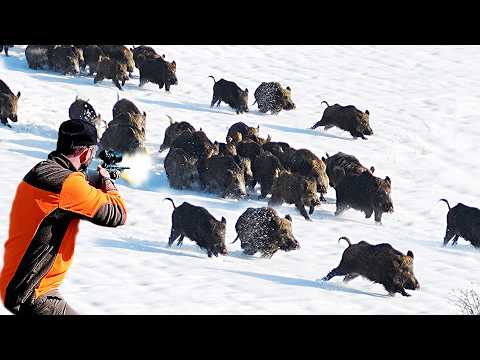 MUHTEŞEM VURUŞLAR Karda harika yaban domuzu avı best wild