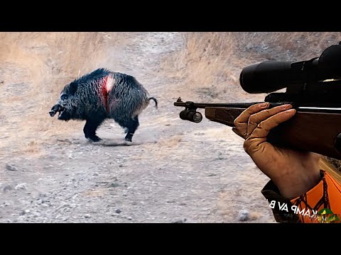 EFSANE YABAN DOMUZU AVI BEST WILD BOAR HUNTING BEST SCENES