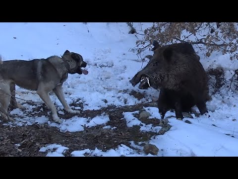 MACERA DOLU YABAN DOMUZU AVI AMAZING WILD BOAR HUNTING HOG